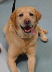 cane